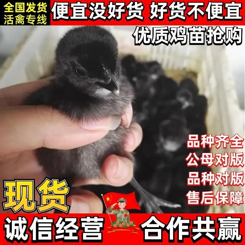 五黑鸡苗买1000送100品种不对全额退款包防疫包运