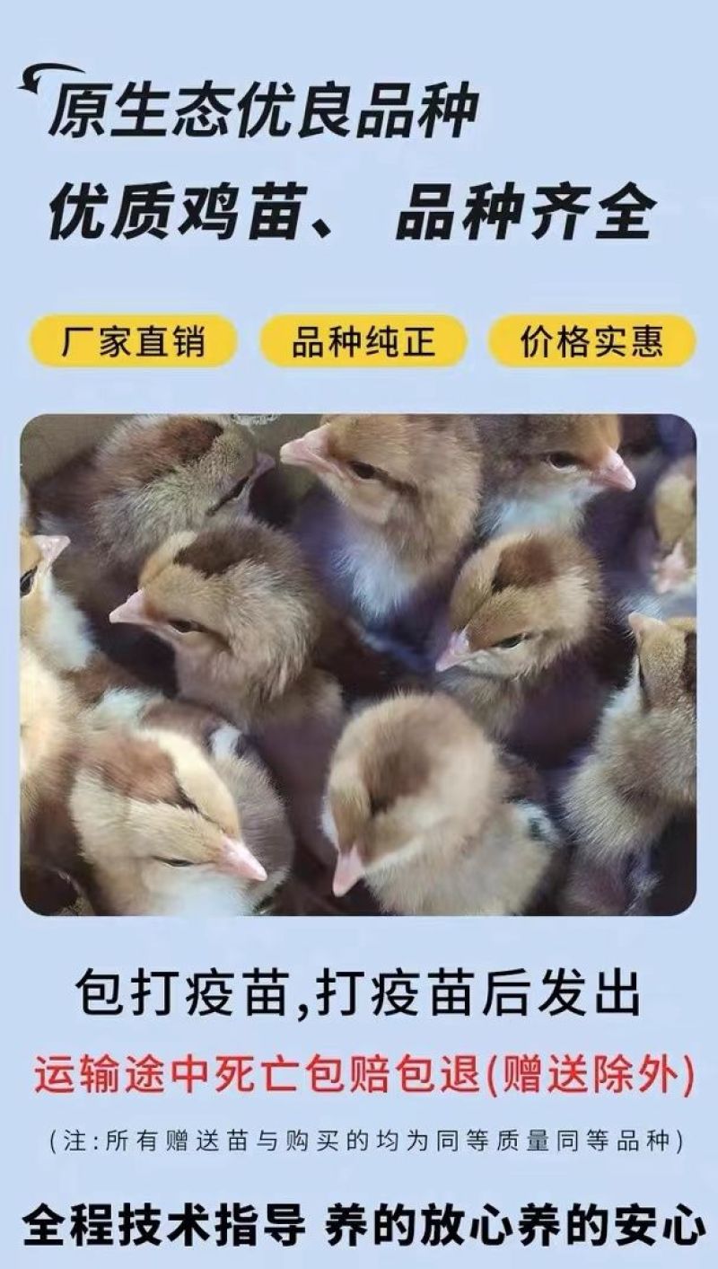 三黄鸡苗买1000送100品种不对全额退款包防疫包运