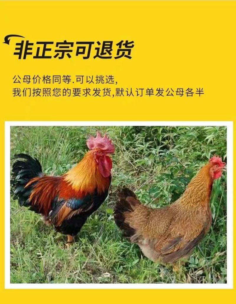 三黄鸡苗买1000送100品种不对全额退款包防疫包运