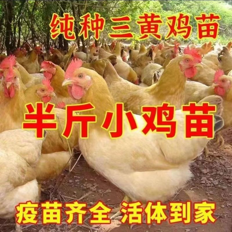 三黄鸡苗买1000送100品种不对全额退款包防疫包运