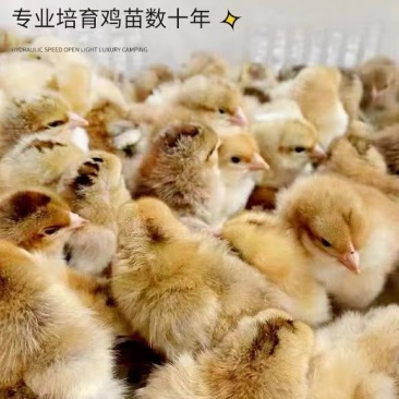三黄鸡苗买1000送100品种不对全额退款包防疫包运