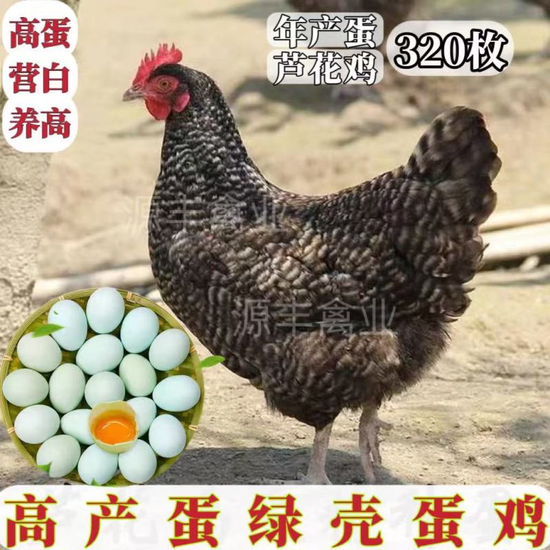 芦花鸡苗买1000送100品种不对全额退款包防疫包运