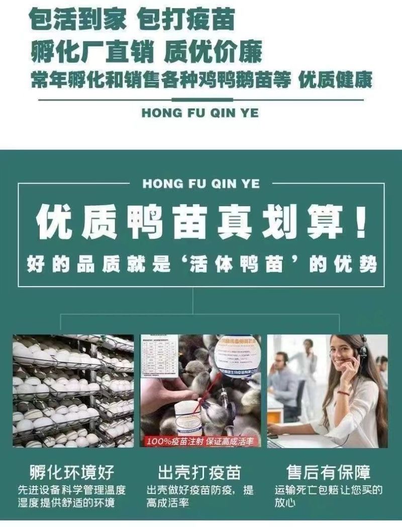 麻鸭苗买1000送100品种不对全额退款包防疫包运输