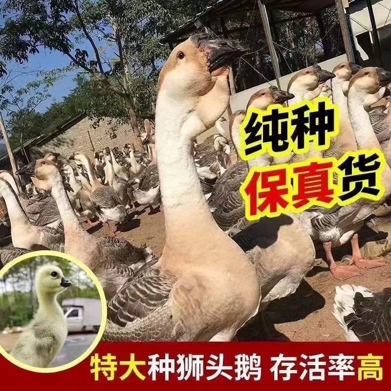 狮头鹅苗买1000送100品种不对全额退款包防疫包运