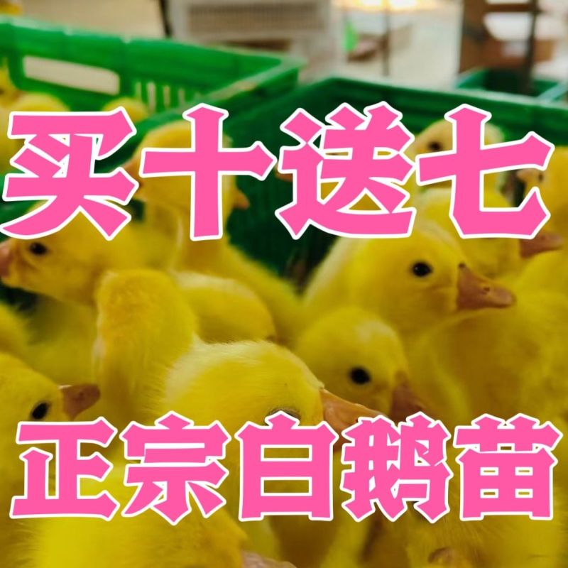 三花鹅苗买1000送100品种不对全额退款包防疫包运