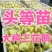 三花鹅苗买1000送100品种不对全额退款包防疫包运