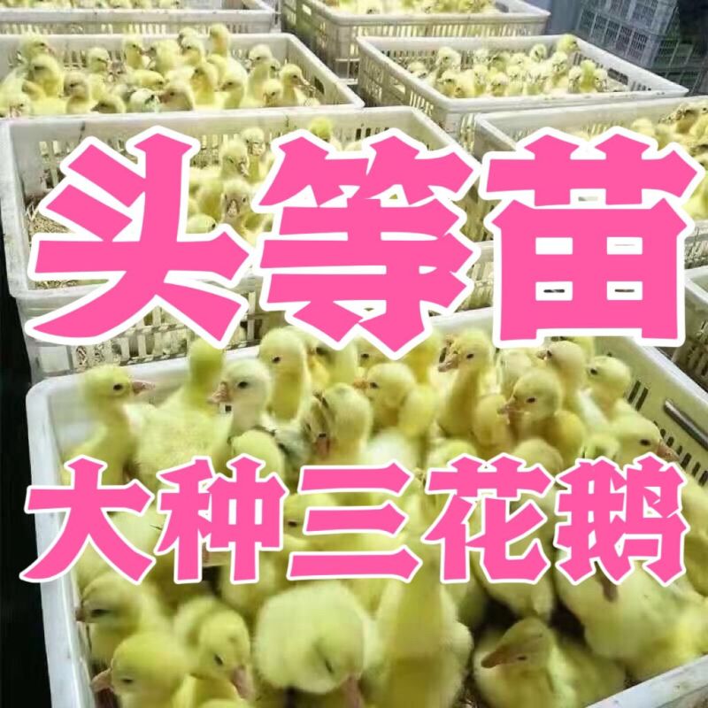 三花鹅苗买1000送100品种不对全额退款包防疫包运