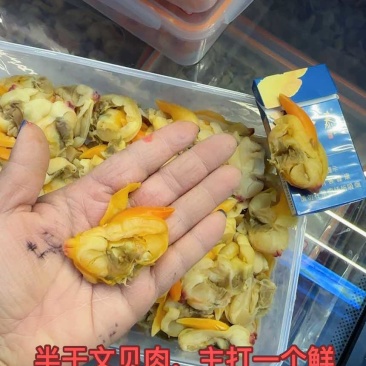 文贝干，口感鲜嫩，无沙...
