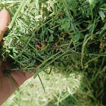 优质苜蓿草