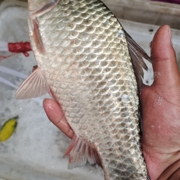微山湖鲫鱼