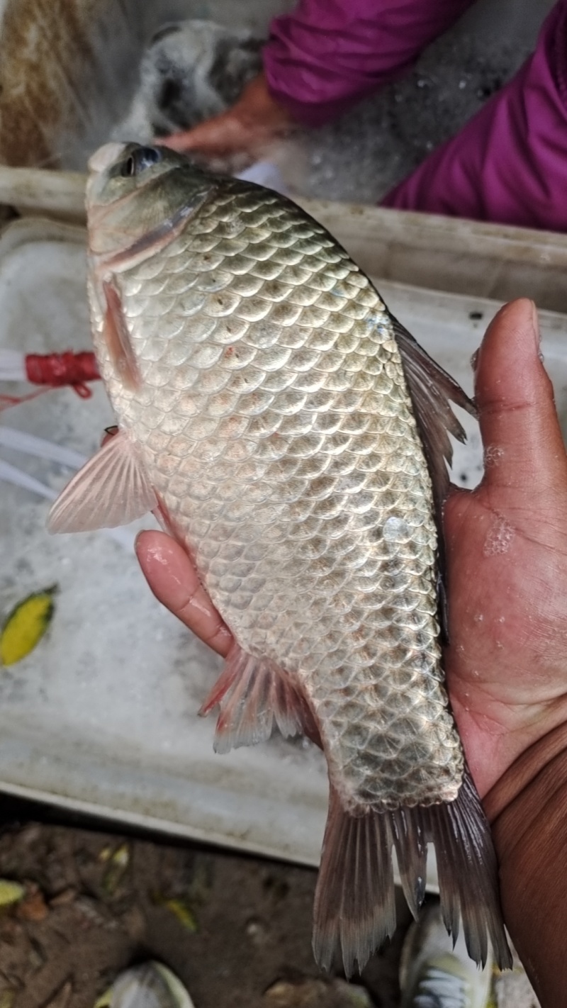 微山湖鲫鱼