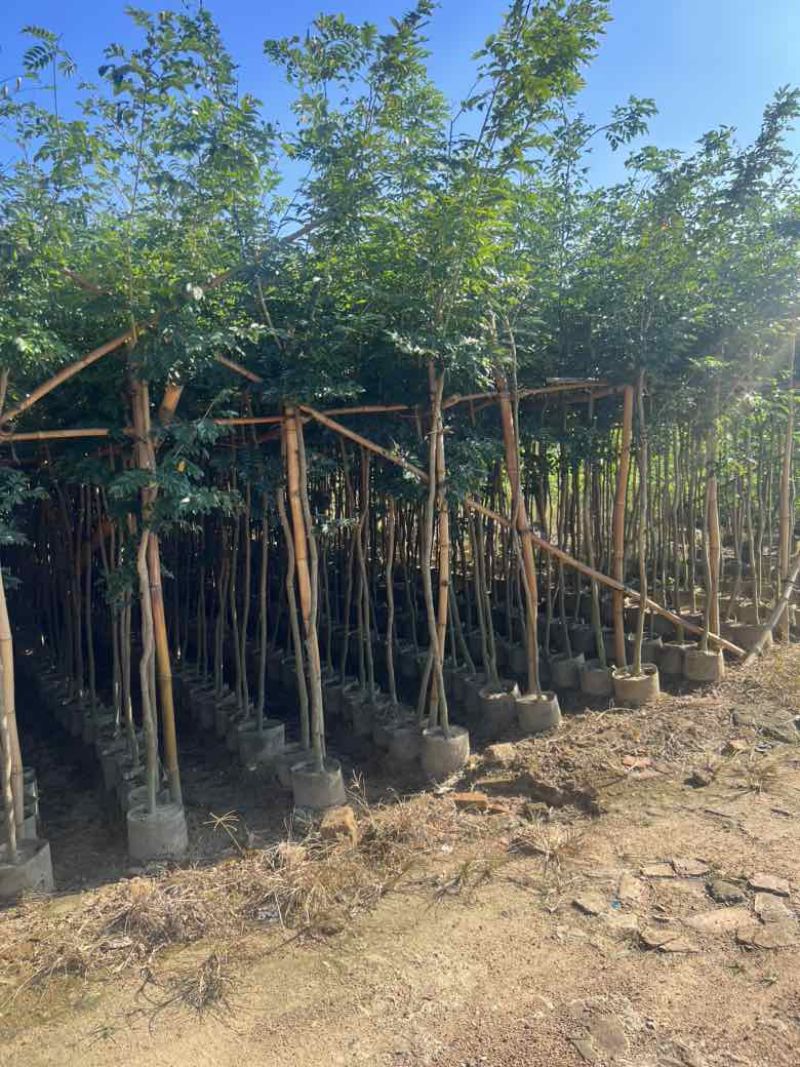 黄花梨原生苗1-3分，大量低价出售