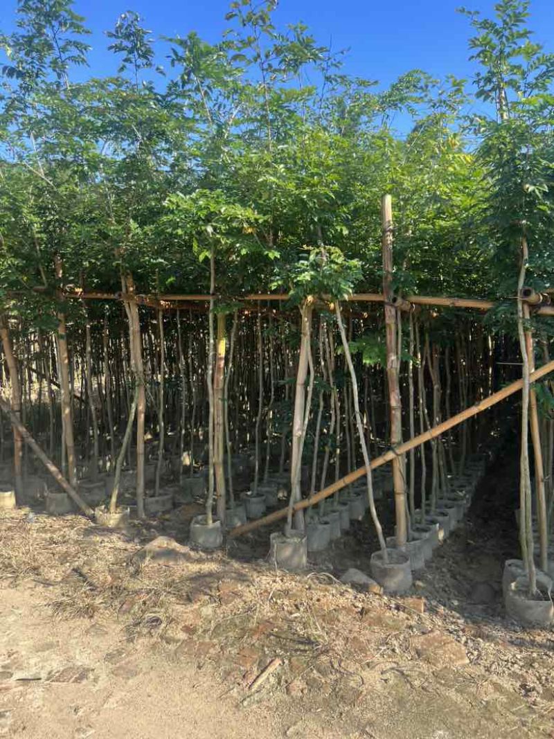 黄花梨原生苗1-3分，大量低价出售