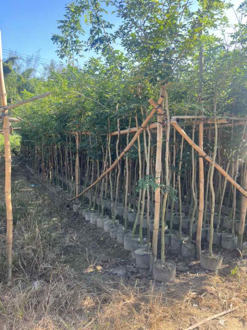 黄花梨原生苗1-3分，大量低价出售