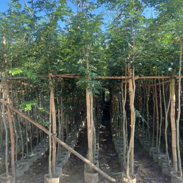 黄花梨原生苗1-3分，大量低价出售