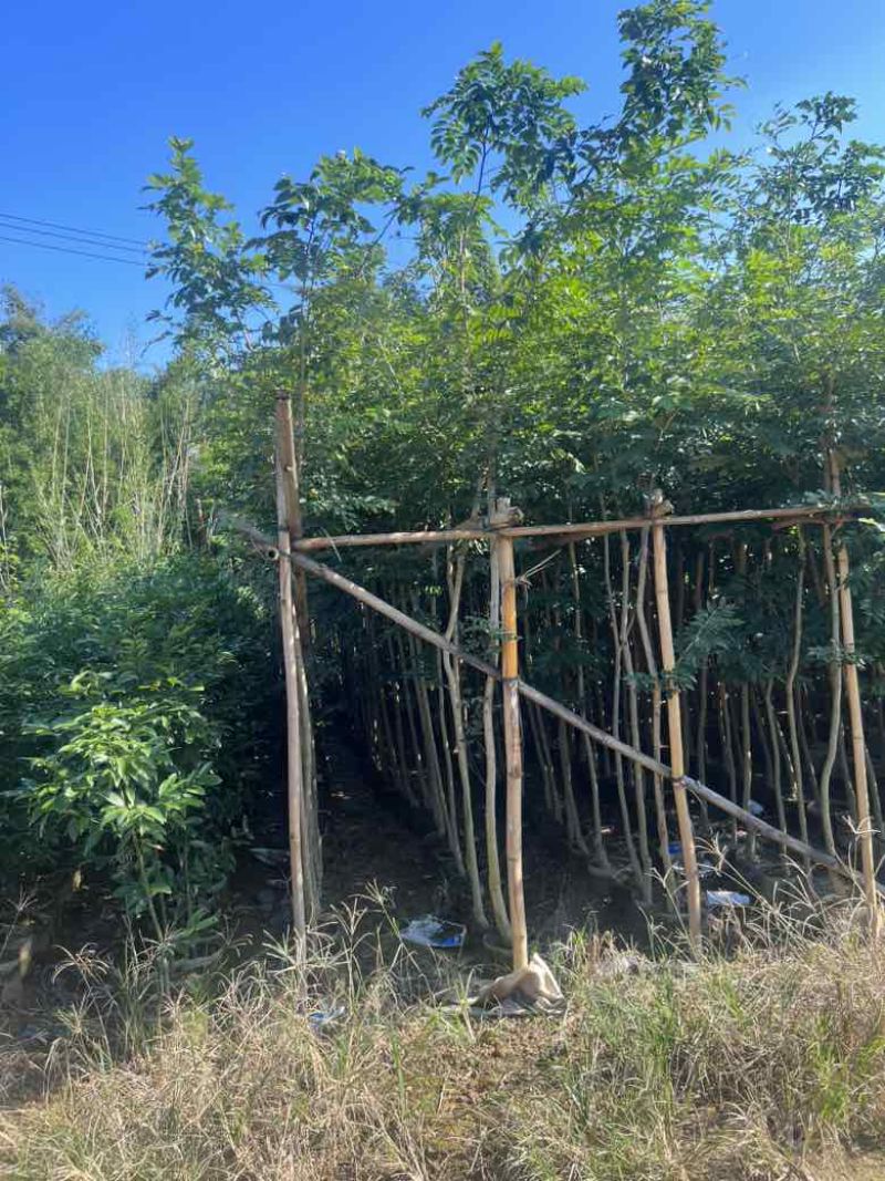 黄花梨原生苗1-3分，大量低价出售