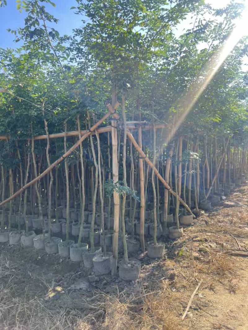 黄花梨原生苗1-3分，大量低价出售