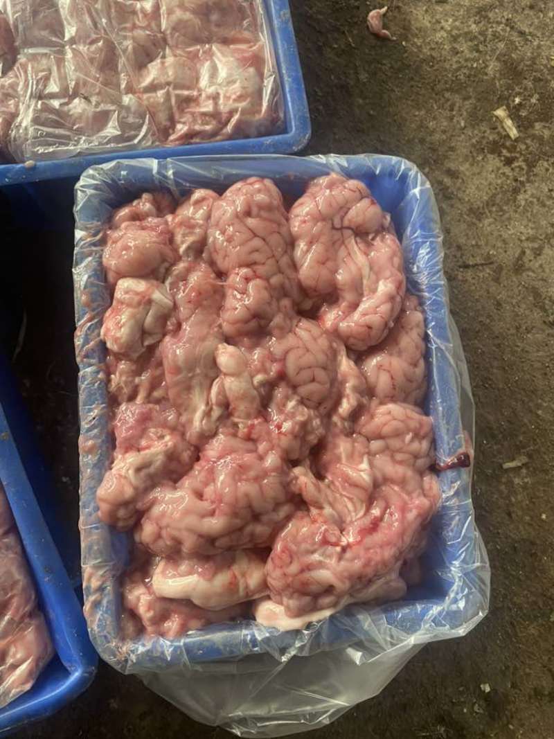 山东精品羊脑，新鲜供应厂家直发量大从优价格实惠