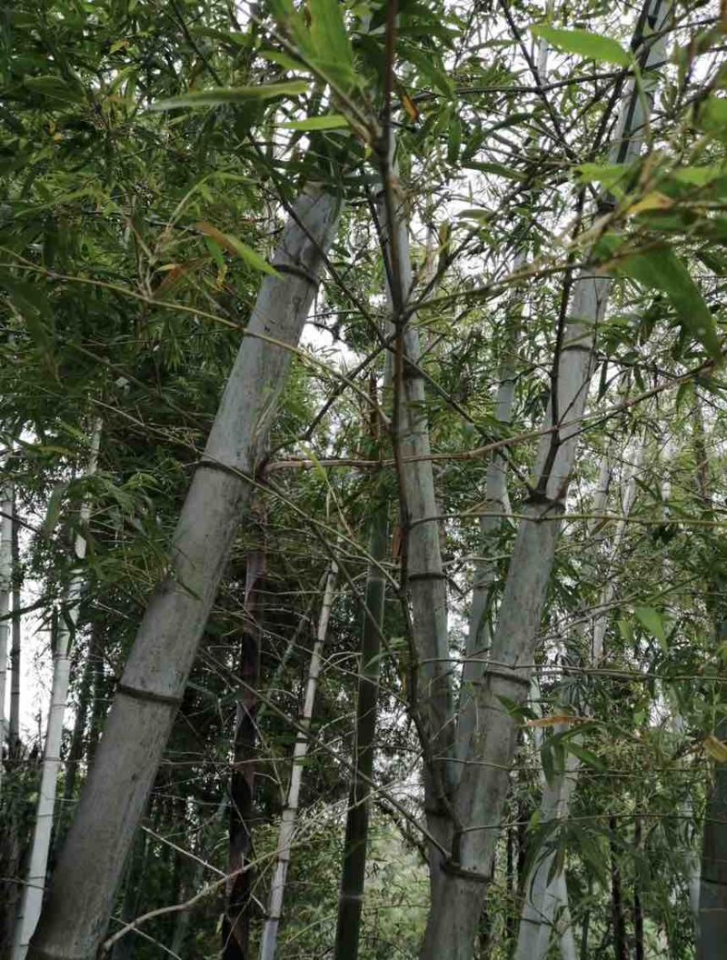 石竹，鲜竹，福建省内接待。金刚竹，海蛎苗，海带，鲍鱼