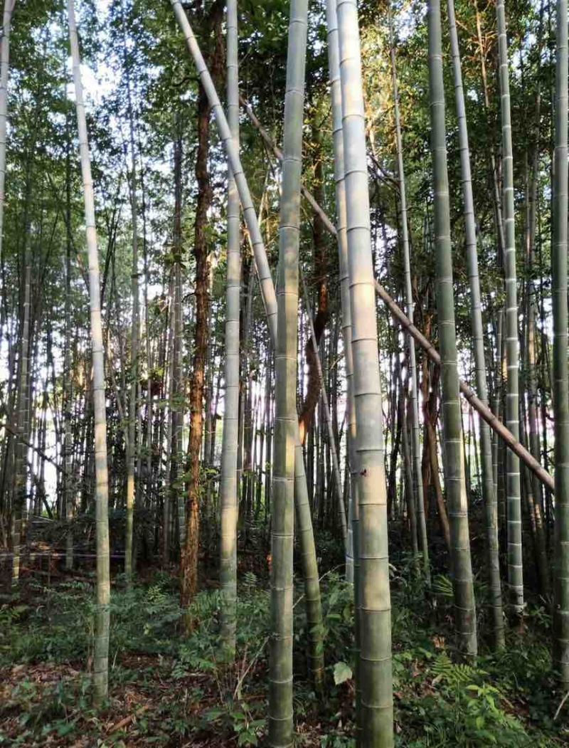石竹，鲜竹，福建省内接待。金刚竹，海蛎苗，海带，鲍鱼