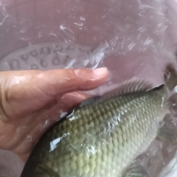 鲫鱼