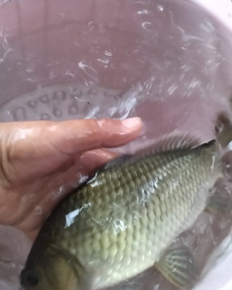 鲫鱼
