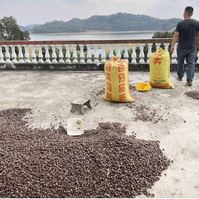 山茶油