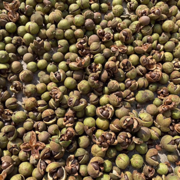 山茶油