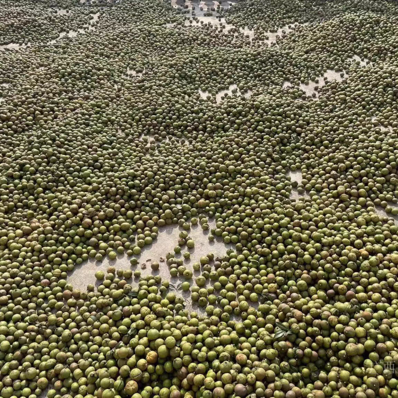 山茶油