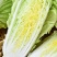 本地黄芽菜