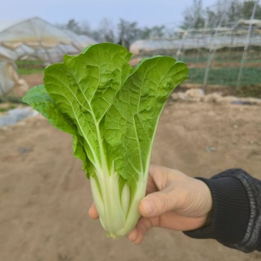 本地黄芽菜