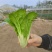 本地黄芽菜