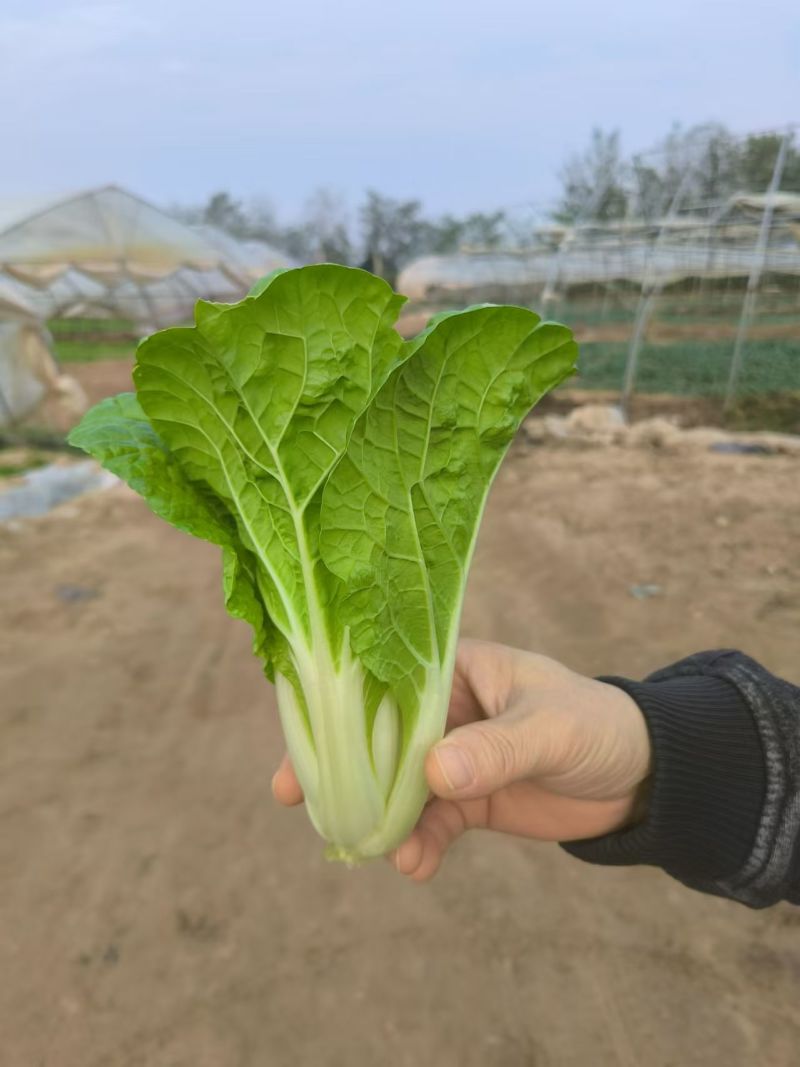 本地黄芽菜