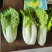 本地黄芽菜