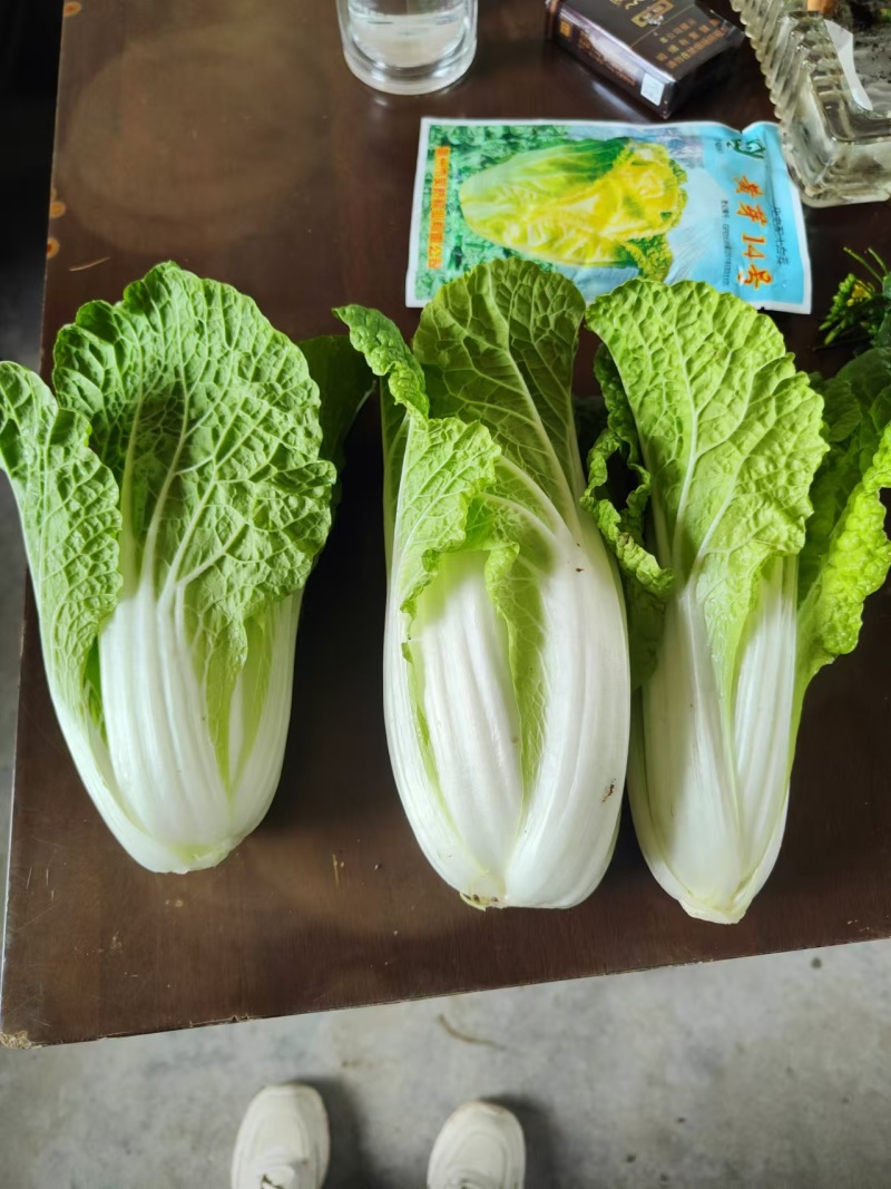 本地黄芽菜