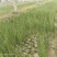 盐角草【海芦笋】