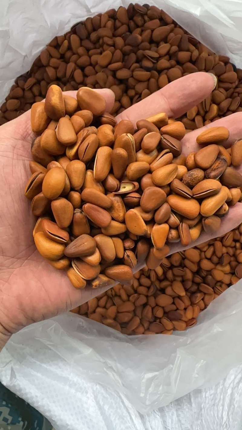 开口松子电商专用各种规格