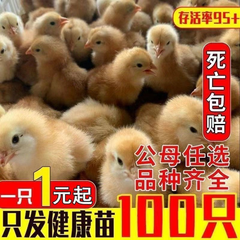 土鸡苗包防疫包运输货到满意付款诚信服务