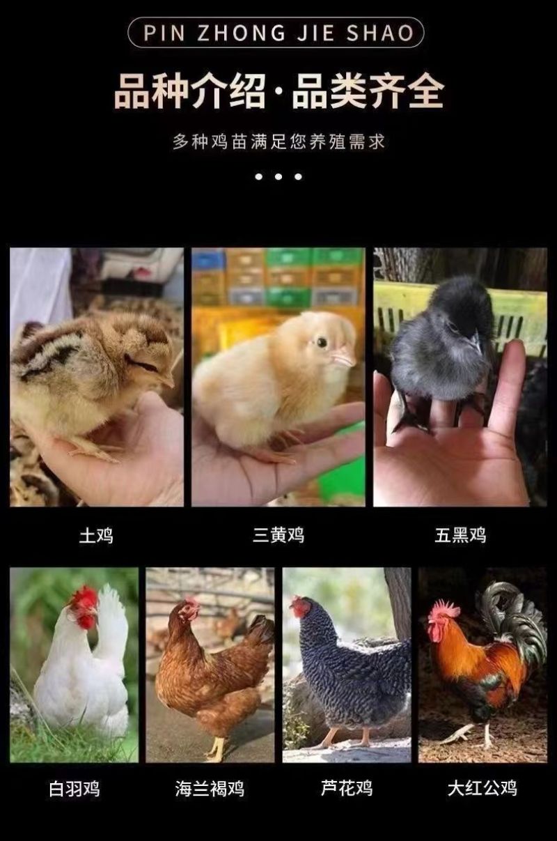 土鸡苗包防疫包运输货到满意付款诚信服务