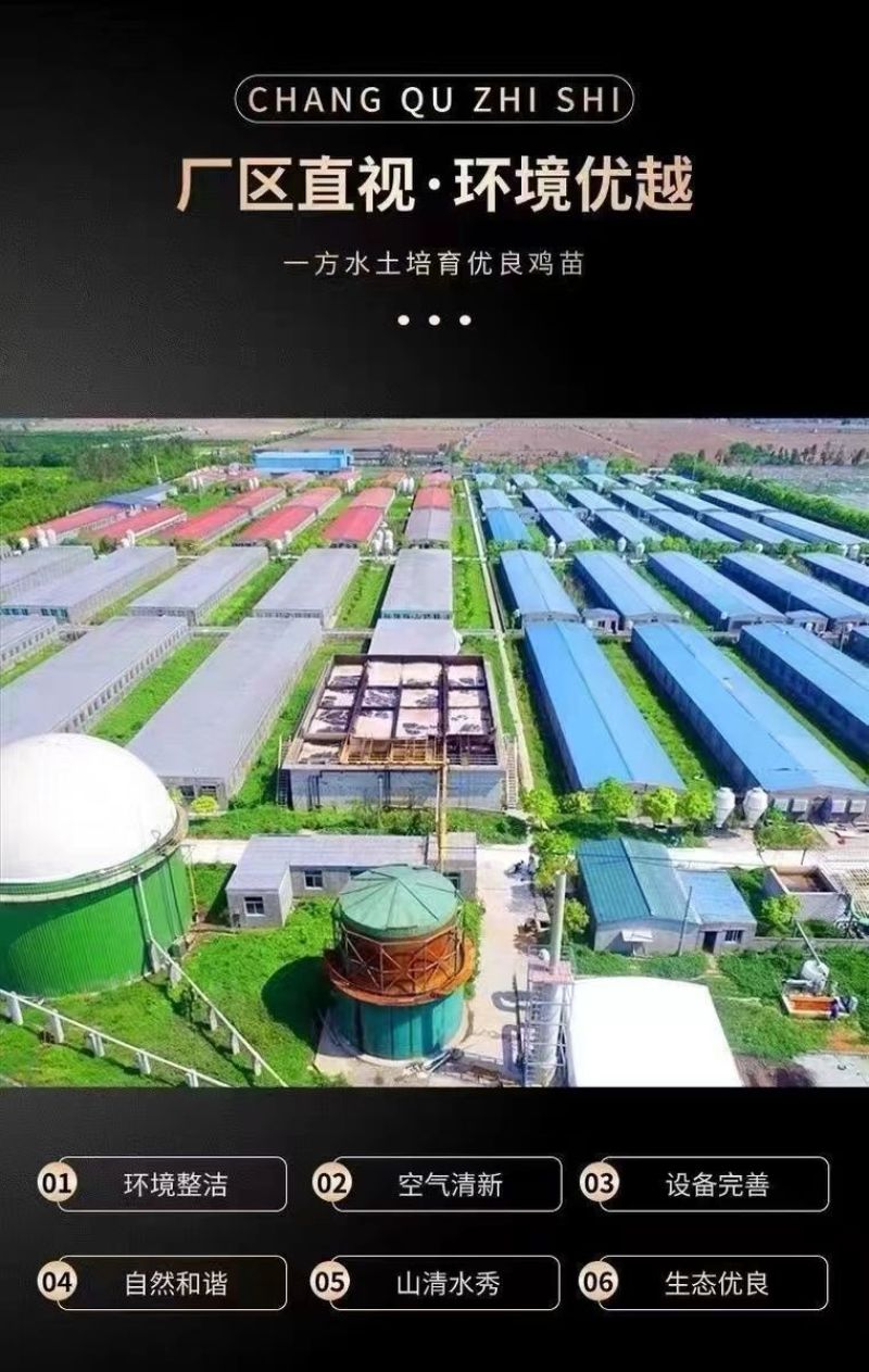 土鸡苗包防疫包运输货到满意付款诚信服务