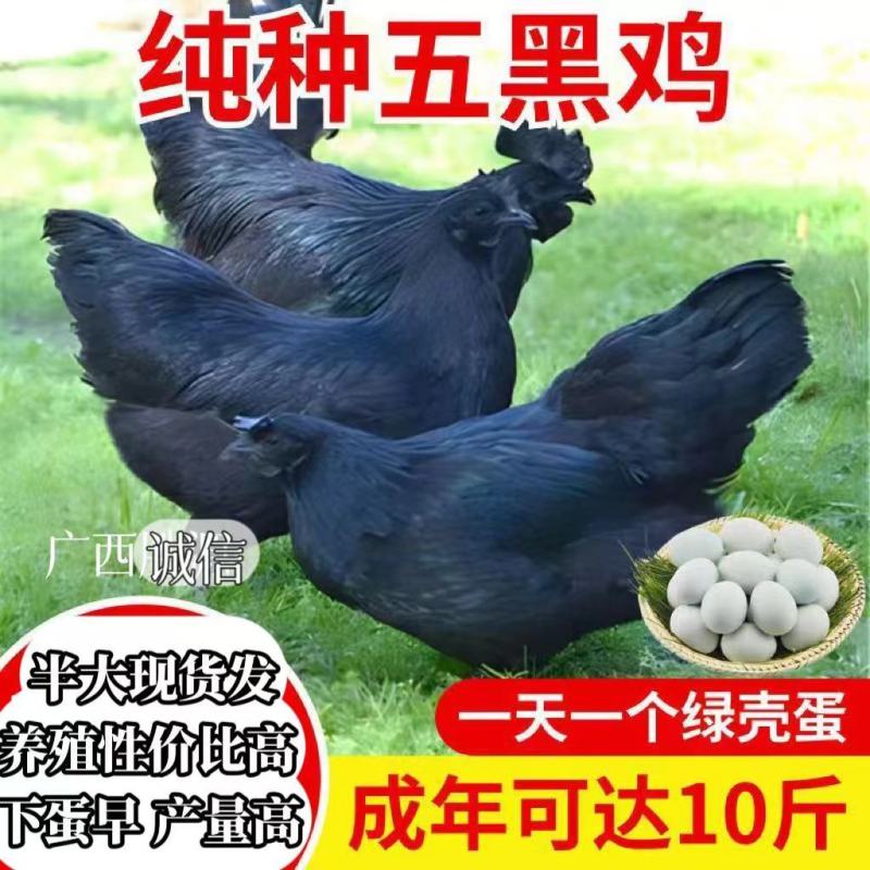 五黑鸡苗包防疫包运输货到满意付款诚信服务