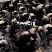 芦花鸡苗包防疫包运输货到满意付款诚信服务