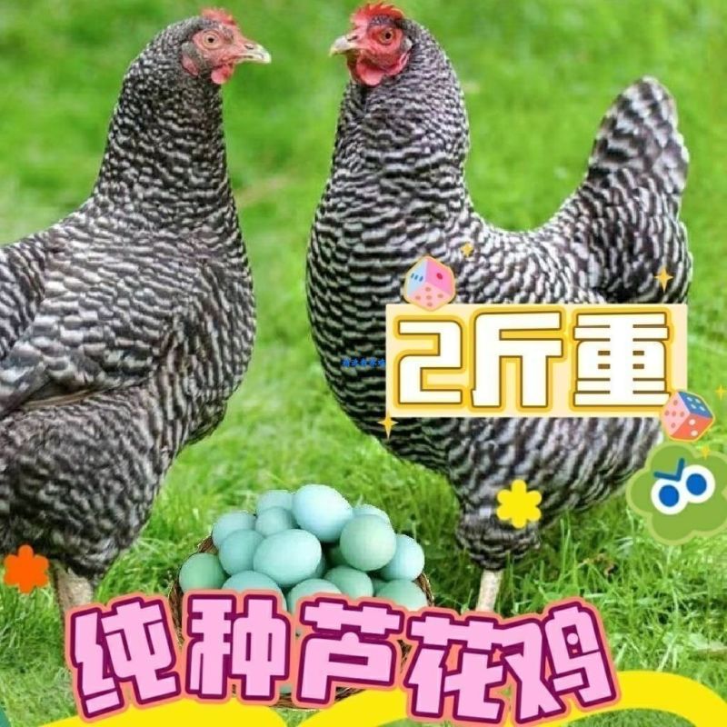 芦花鸡苗包防疫包运输货到满意付款诚信服务