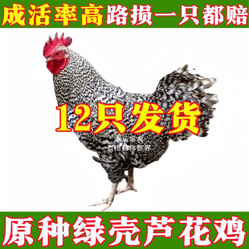 芦花鸡苗包防疫包运输货到满意付款诚信服务