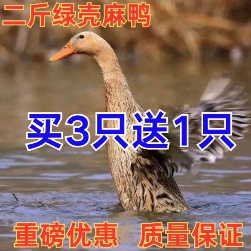 麻鸭苗包防疫包运输货到满意付款诚信服务