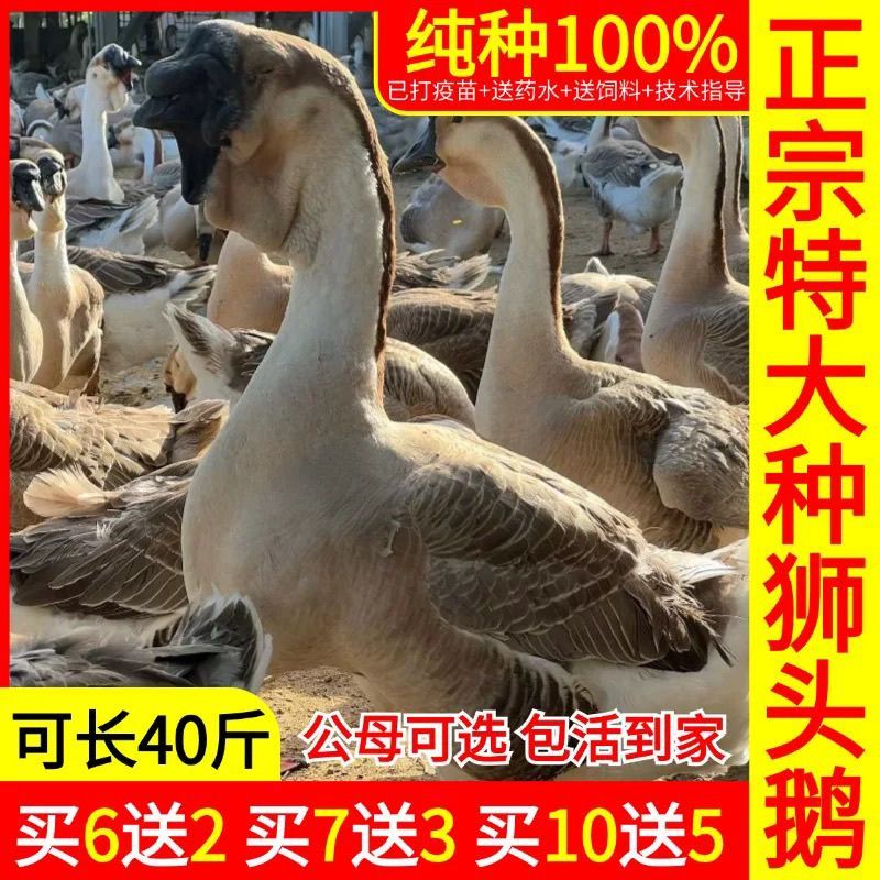 狮头鹅苗包防疫包运输货到满意付款诚信服务
