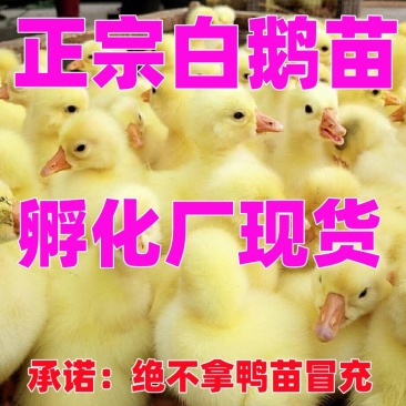 三花鹅苗包防疫包运输货到满意付款诚信服务