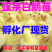 三花鹅苗包防疫包运输货到满意付款诚信服务