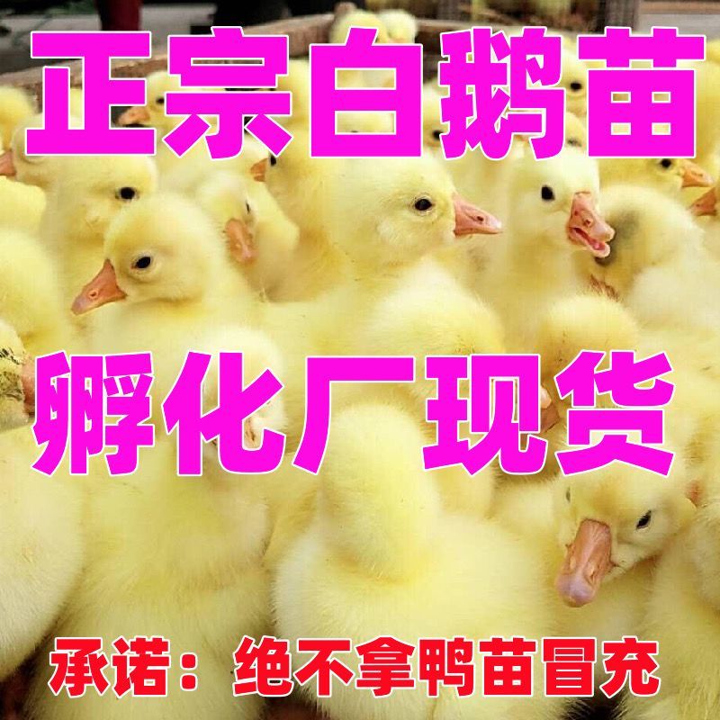 三花鹅苗包防疫包运输货到满意付款诚信服务