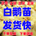三花鹅苗包防疫包运输货到满意付款诚信服务